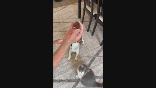 Beef Paws